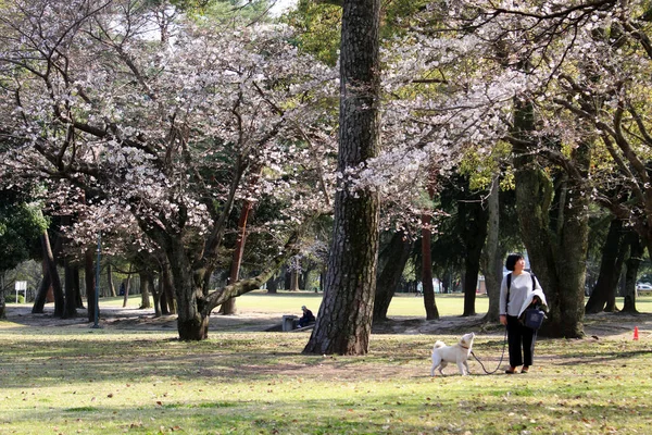 Sakura flores cayendo sobre la señora y su perro durante la primavera seaso — Foto de Stock