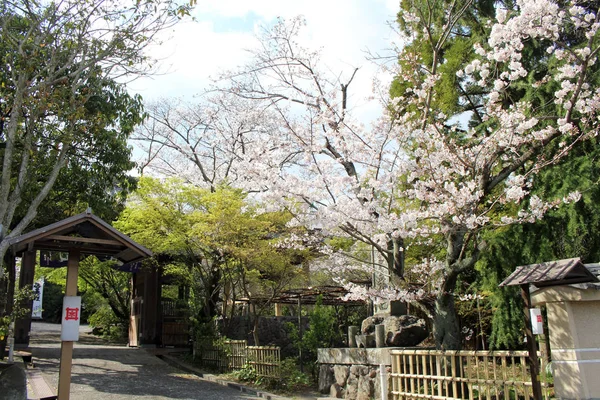 Sakura o cerezo floreciendo alrededor del templo durante la temporada de primavera —  Fotos de Stock