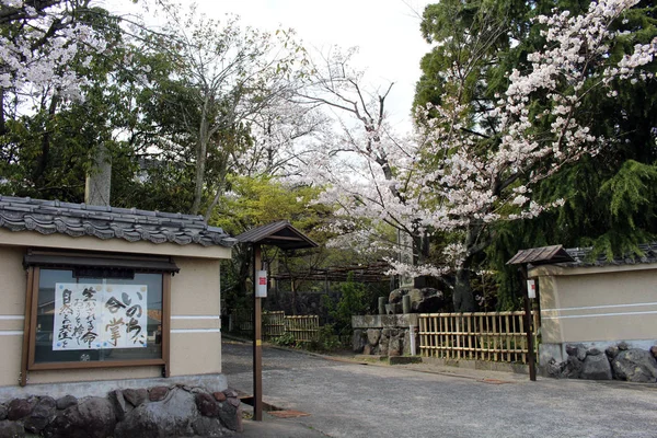 Sakura ή κεράσι που είναι ανθισμένα γύρω από το ναό κατά τη διάρκεια της σεζόν άνοιξη — Φωτογραφία Αρχείου
