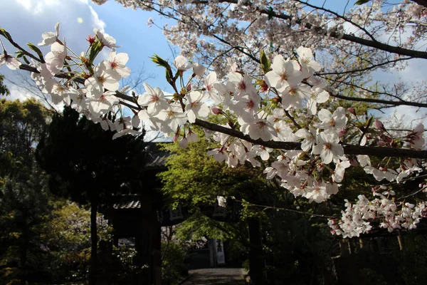 Sakura oder Kirschblüte rund um Tempel während der Frühlingszeit — Stockfoto