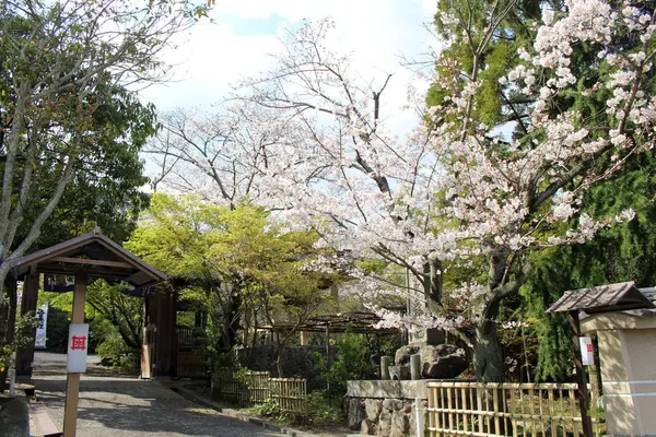 Sakura ou cereja florescendo em torno do templo durante a temporada de primavera — Fotografia de Stock