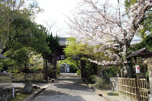 Sakura nebo třešeň kvetoucí kolem chrámu během jarní sezóny — Stock fotografie