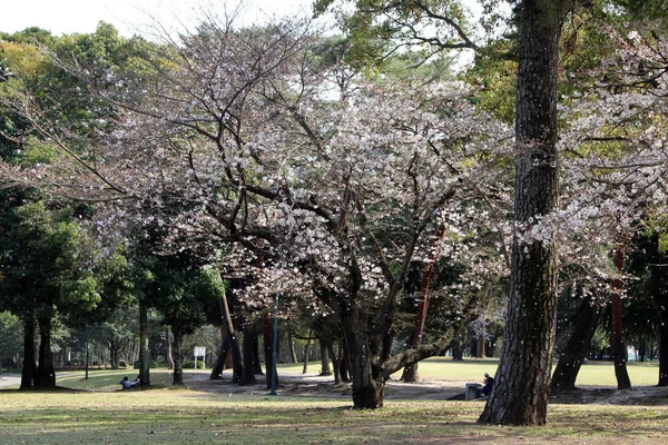 Квіти Sakura падають на леді та її собака протягом весни чоло — стокове фото