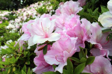 Japon parkında bahar aylarında açan çiçekler