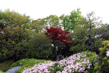 Japon parkında bahar aylarında açan çiçekler