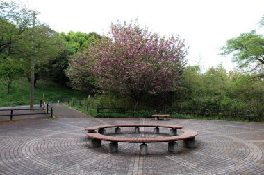 Japon parkında bahar aylarında açan çiçekler