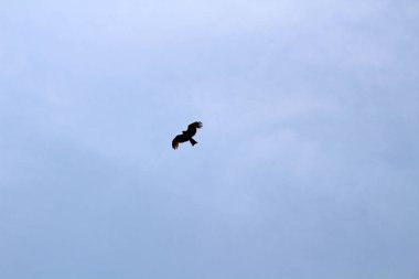 Bir kuş, muhtemelen Japon kartalı, Oit bir tepede serbestçe dolaşan