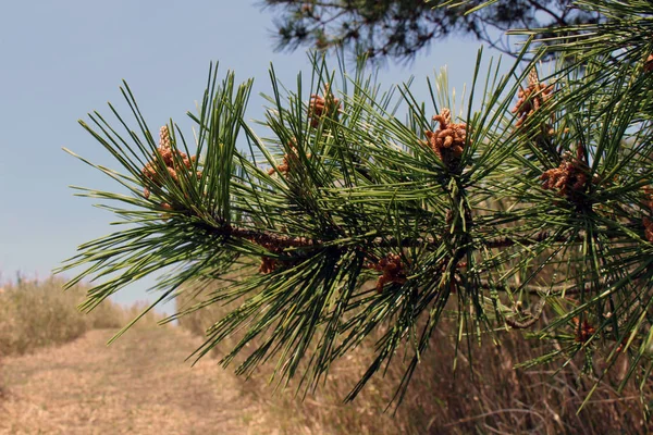 Die Tannenzapfen blühen in wilder Frühlingszeit — Stockfoto