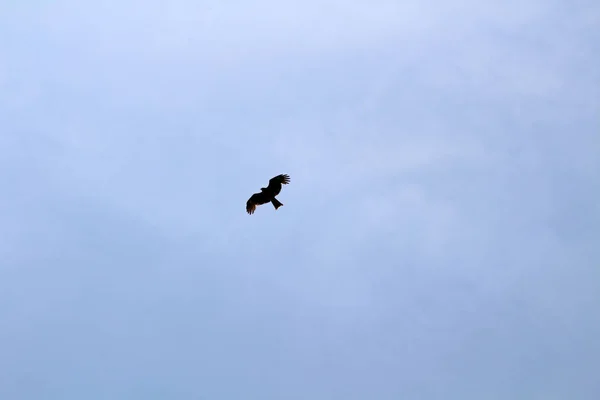 Un uccello, probabilmente un'aquila giapponese, che vaga liberamente su una collina di Oit — Foto Stock
