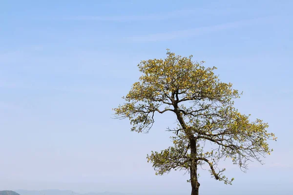 The tree and leaves during spring season in Japan — Stock Photo, Image