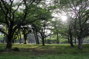 Bahar mevsiminin başlangıcında ağaçlar ve güneş ışınları