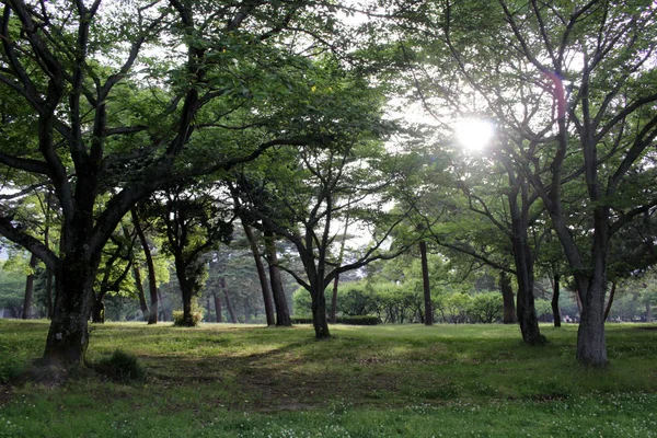 De bomen en zonnestralen tijdens het begin van het voorjaarsseizoen — Stockfoto