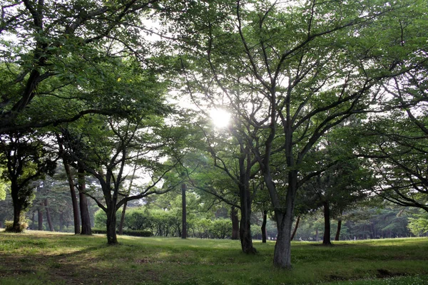 Bahar mevsiminin başlangıcında ağaçlar ve güneş ışınları