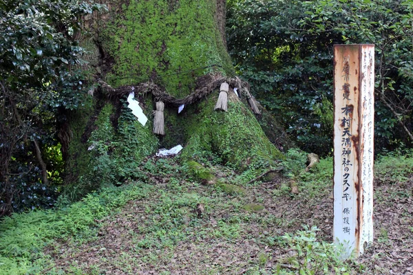 Albero Sacro Con Shide Carta Preghiera Scintoista Attaccato Santuario Giapponese — Foto Stock