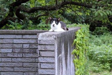 Duvarda oturmuş kameraya bakan siyah bir Japon..