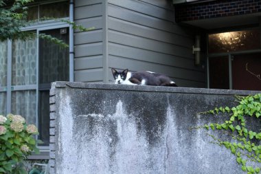 Duvarda oturmuş kameraya bakan siyah bir Japon..