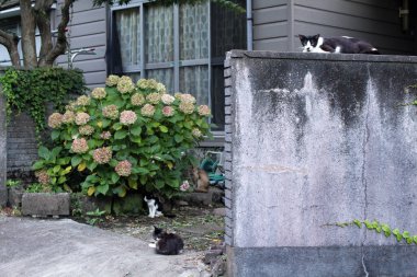 Bir grup Japon kedisi yerel insanların evinde takılıyor..