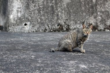 Yerde oturmuş kameraya bakan gri Japon kedisine yakın plan..
