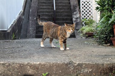 Kahverengi Japon kedisine yakın çekim. Kameraya kör gözüyle bakıyor..