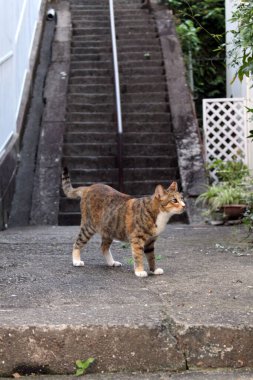 Kahverengi Japon kedisine yakın plan..