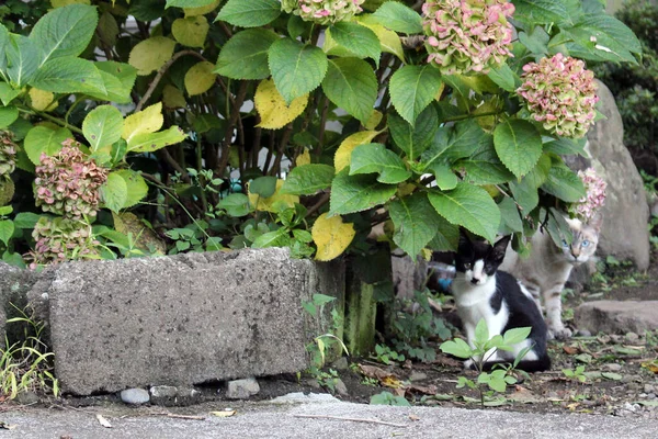A group of Japanese cats hanging out around local people house.