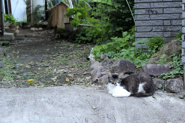 Черный Японский Кот Белой Полосой Смотрящий Камеру — стоковое фото