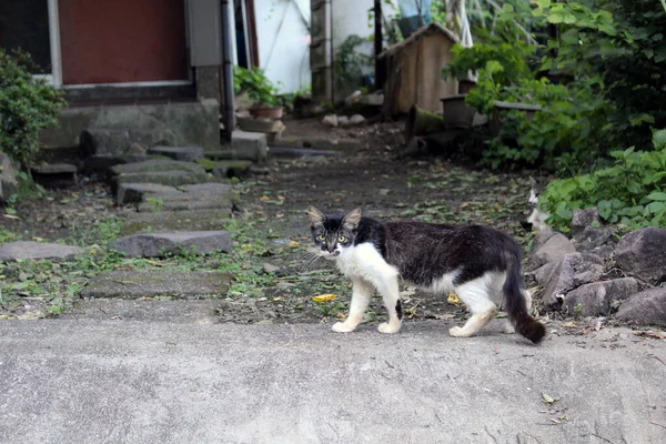 Gato Japonés Negro Con Raya Blanca Mirando Una Cámara —  Fotos de Stock