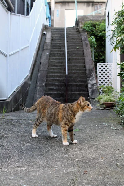 Крупный План Коричневой Японской Кошки Закрытыми Глазами — стоковое фото