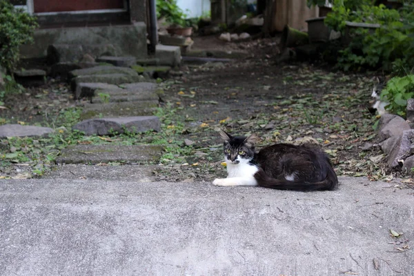 白い縞模様の黒い猫がカメラを見ている — ストック写真