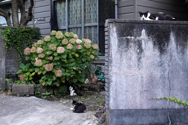 Grupo Gatos Japoneses Merodeando Por Casa Gente Local —  Fotos de Stock