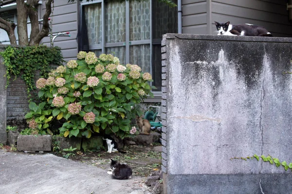 Группа Японских Кошек Тусуется Вокруг Дома Местных Жителей — стоковое фото