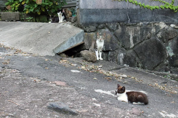 Eine Gruppe Japanischer Katzen Hängt Haus Der Einheimischen Herum — Stockfoto