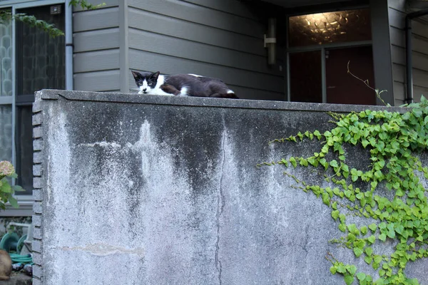 Ein Schwarzer Japaner Sitzt Der Wand Und Blickt Die Kamera — Stockfoto