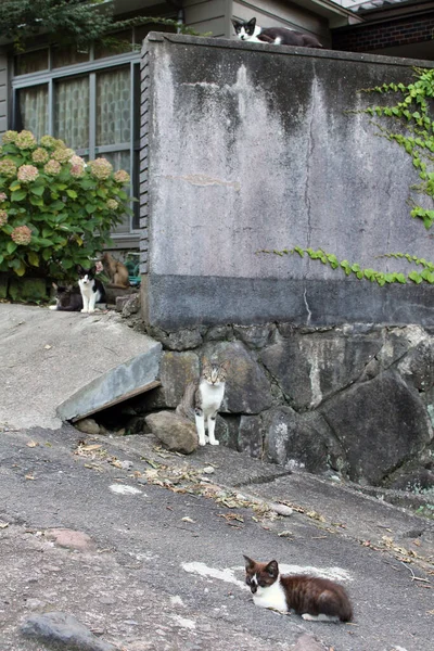 Grupo Gatos Japoneses Saindo Torno Casa Pessoas Locais — Fotografia de Stock