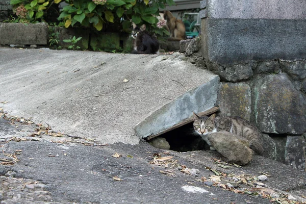Группа Японских Кошек Тусуется Вокруг Дома Местных Жителей — стоковое фото
