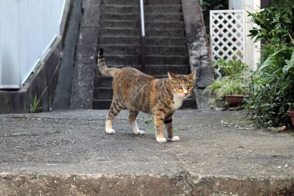 Primer Plano Gato Japonés Marrón Con Ojo Ciego Mirando Cámara —  Fotos de Stock