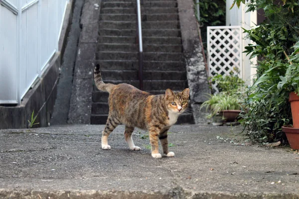 Primer Plano Gato Japonés Marrón Con Ojo Ciego Mirando Cámara —  Fotos de Stock