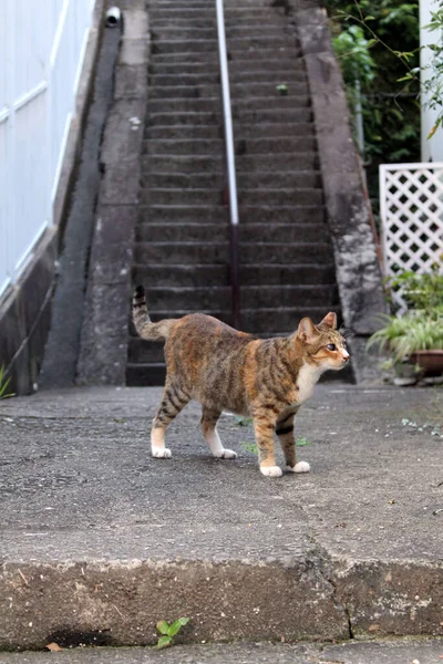 Primer Plano Gato Japonés Marrón Con Vista Gorda —  Fotos de Stock