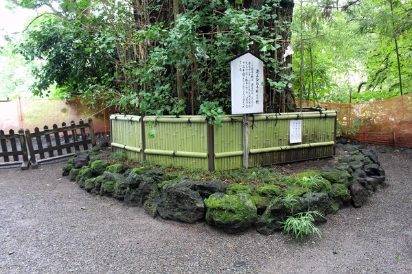 Árvore Sagrada Com Shimenawa Santuário Kato Jinja Torno Castelo Kumamoto — Fotografia de Stock