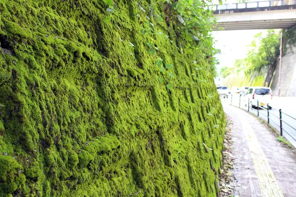 熊本城の周りの壁には苔と葉 2019年8月撮影 — ストック写真