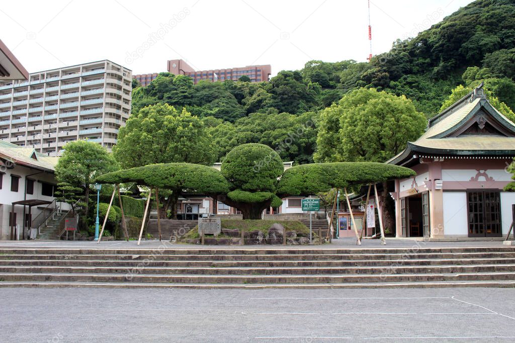 Big tree at Terukuni Jinja Shrine in Kagoshima. Taken in August 2019.