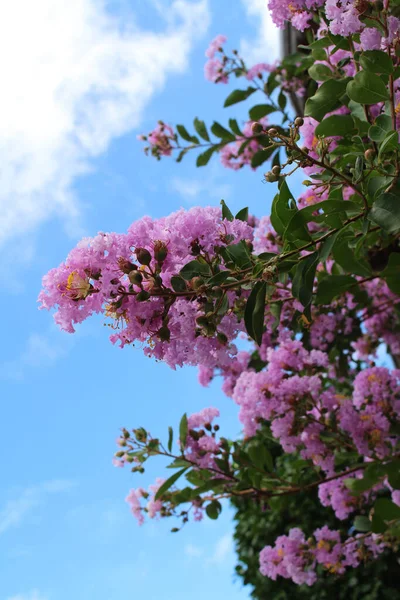 Рожеві Квіти Або Листя Цвітуть Влітку Взято Міядзакі Серпень 2019 — стокове фото