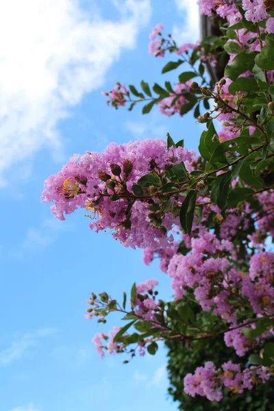 Yazın Açan Pembe Çiçekler Yapraklar Miyazaki Çekildi Ağustos 2019 — Stok fotoğraf