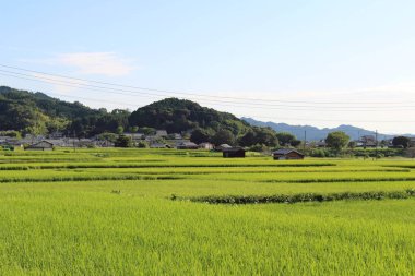 Asuka, Nara, Japonya 'daki çeltik tarlası ve konut alanının yeşil manzarası. Eylül 2019 'da çekildi..