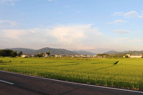 奈良県明日香村の水田と住宅街 2019年9月撮影 — ストック写真