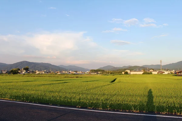 日本奈良市阿须卡的稻田和住宅区 2019年9月拍摄 — 图库照片