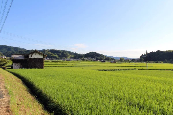 奈良県明日香村の水田と住宅街の緑の風景 2019年9月撮影 — ストック写真
