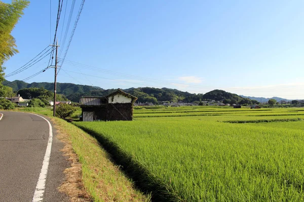 Asuka Nara Japonya Daki Çeltik Tarlasının Kır Yolu Yeşil Manzarası — Stok fotoğraf