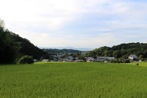 Campo Arrozal Asuka Japón Tomado Septiembre 2019 —  Fotos de Stock