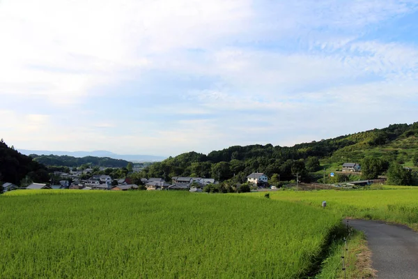 Vidéki Rizsföldek Asukában Japánban Készült 2019 Szeptember — Stock Fotó